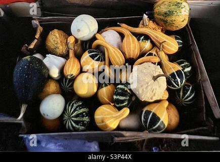 Basket of squashes gourds and Seasonal produce New England harvest Stock Photo