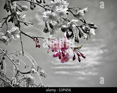 Weeping Cherry blossoms during springtime in Utah, USA. Desaturated to black and white, except for one branch (select color) in the original pink. Stock Photo