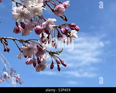 Weeping Cherry blossoms during springtime in Utah, USA against a bright blue, sunny sky. Stock Photo