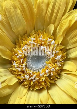 The centre of a giant artificial flower, a huge yellow daisy Stock Photo