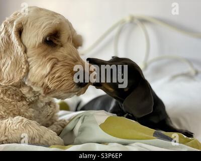 Dogs kissing best friends on the bed Stock Photo