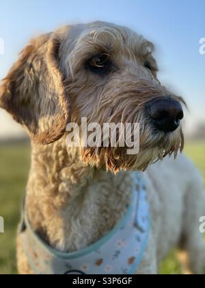 Buzz Reynolds Cockapoo Dog springtime uk Stock Photo