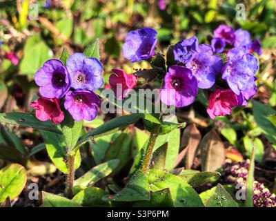 Pulmonaria angustifolia or Blue Cowslip “Munster Blue” in bloom Stock Photo