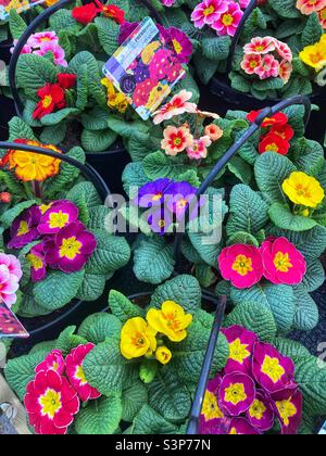 Planters with Primrose for sale in garden centre