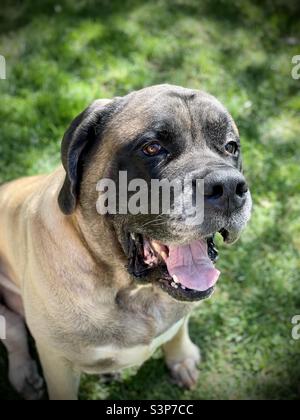 Purebred English Mastiff Stock Photo