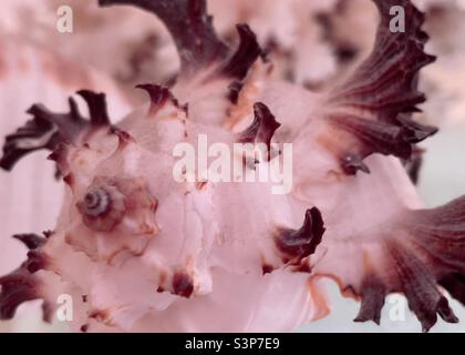 A detail of an exotic seashell Stock Photo