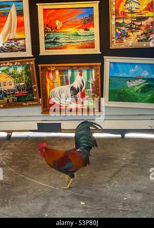 A real rooster standing in front of an art stand where there is a painting of a rooster.  Key West Florida Stock Photo