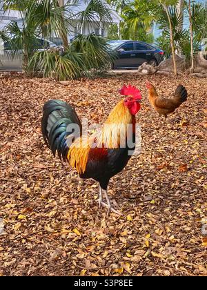 Wild chickens in Key West. A rooster and a hen. Stock Photo