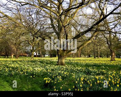 A panoramic view of a large field of daffodils in springtime in England Stock Photo