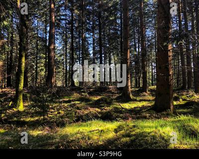 Sunlight filters through the forest Stock Photo