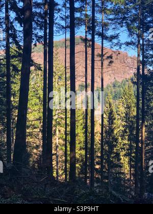 Sunlight filters through the forest Stock Photo