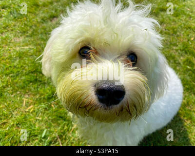 Small white, fluffy cavapoo dog with a face stained green from a freshly cut lawn. Stock Photo