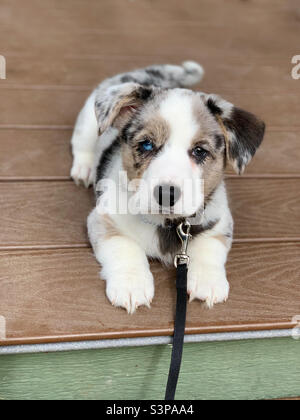 Blue eyed corgi store puppies for sale