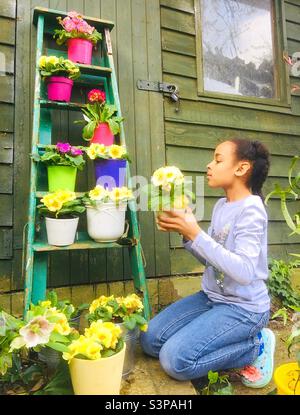 A young girl potting up Primula flowers in front of a garden shed. Stock Photo