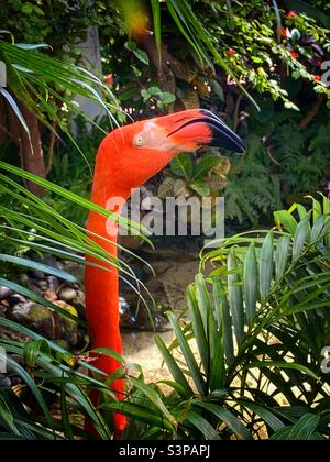Great shot of just the head of a flamingo poking out from behind some fern leaves Stock Photo