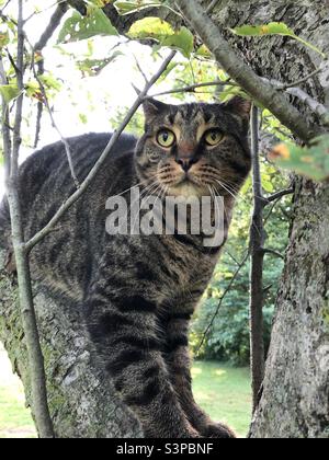 A cat in a tree. Stock Photo