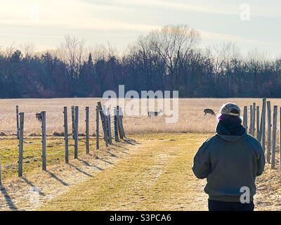 A teenage farm girl from Wisconsin overlooks a field of whitetail deer as she tends to her horses late in the day. Stock Photo
