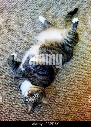 Short haired female tabby cat is on her back as she lovingly looks upwards wanting a tummy rub. Stock Photo