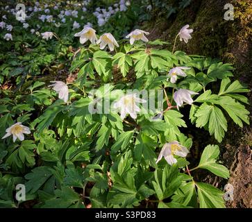 Delicate white wood anemones flowering in early spring sunlight. Stock Photo
