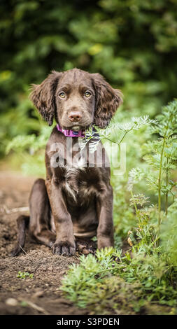 Young sprocker spaniel puppy sitting Stock Photo