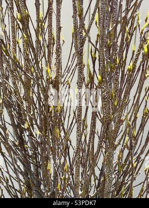 A natural abstract, or pattern, made by zooming in on the branches of a shrub in early spring in Utah, USA. The natural color and texture of the branches contrast nicely with the yellow of new growth. Stock Photo