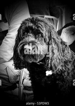 Black Cockapoo Stock Photo