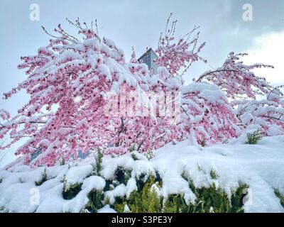 Blossoming pink cherry tree covered by snow in Munich, Germany. Stock Photo