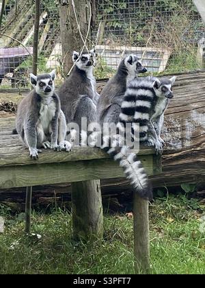 A group of ring tailed lemurs Stock Photo
