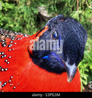 Satyr Tragopan pheasant Stock Photo