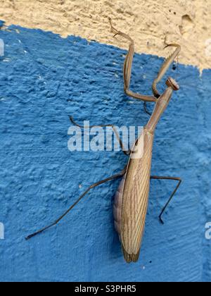 Praying Mantis on blue wall in urban environment Stock Photo