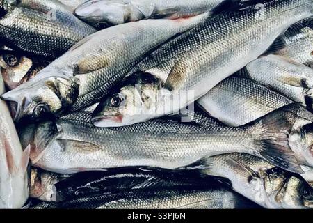 Freshly caught sea bass fish from the North Sea in Suffolk - full frame shot Stock Photo