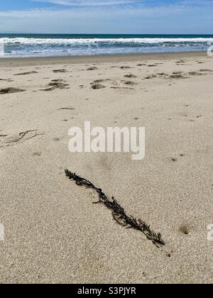 Seaweed on the sand at Ventura Beach with Pacific Ocean in background, California Stock Photo