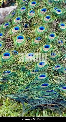 Peacock Eye Feathers Close Up on a Bright, Sunny day, showing off colors Stock Photo
