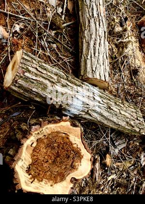 Tree cut down due to termite damage. The base and two sections of the trunk lying on the ground where it grew, Ontario, Canada. Stock Photo