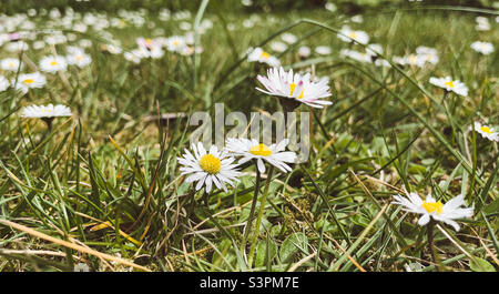 Blooming daisy flowers in the garden Stock Photo