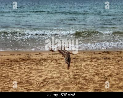 Seagull flying over the waves on a beach in Algarve, Portugal. Stock Photo