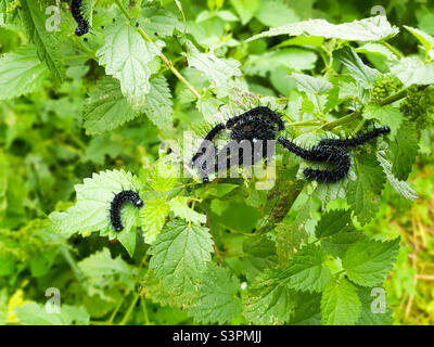 Black Peacock-eye butterfly caterpillars (Aglais io, formerly Inachis io) close-up sitting on nettles Stock Photo