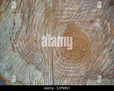 A natural abstract is created by zooming in close on the remaining stump of a freshly sawn Locust tree that was over 25 years old in Utah, USA. Stock Photo