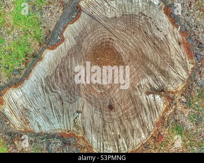 A natural abstract is created by zooming in close on the remaining stump of a freshly sawn Locust tree that was over 25 years old in Utah, USA. Stock Photo