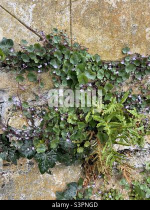 Life growing on a wall Stock Photo