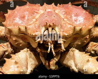 A fisherman holds up a sport caught King Crab in Berners Bay in