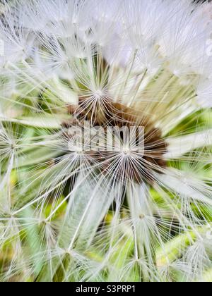 Common dandelion seed head Stock Photo
