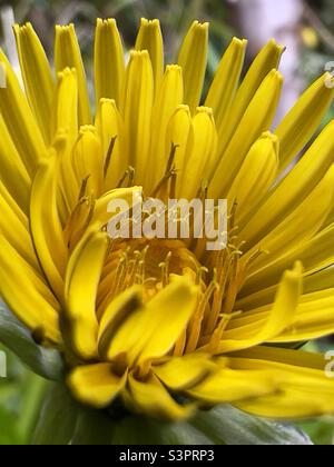 Macro photograph of a common dandelion flower Stock Photo