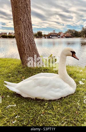 Swan resting on a grass bank beside a tree at Thorpeness Meare, Suffolk Coast, East Anglia, England, UK. Boathouse and coloured boats lined up in the background Stock Photo