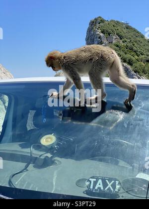 Barbary macaque walking on a car windscreen Stock Photo