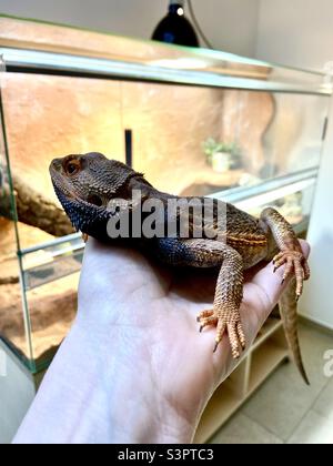 Bearded dragon in a female hand in front of a terrarium Stock Photo