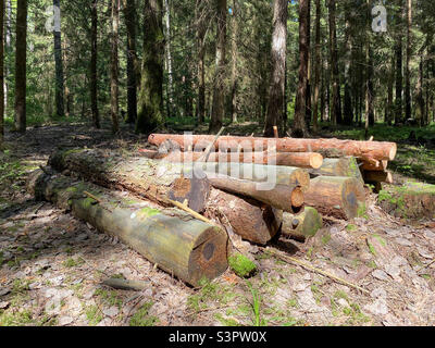 Felled wooden trunks of pine trees lie on the ground in the forest.  The inner part of the tree trunk with annual rings close-up Stock Photo