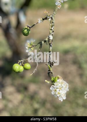 Moc Chau white plum blossom season Stock Photo