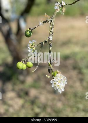 Moc Chau white plum blossom season Stock Photo