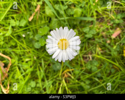 Chamomile Matricaria is a genus of perennial flowering plants in the Asteraceae family. Camomile pharmacy Matricaria chamomilla and syn. Matricaria recutita is widely used for medicinal and cosmetic Stock Photo